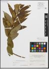 Foto von Salix triandra L.